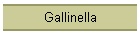 Gallinella