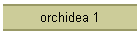 orchidea 1