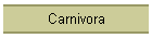 Carnivora