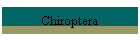 Chiroptera