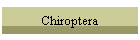 Chiroptera