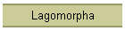 Lagomorpha