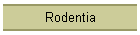 Rodentia